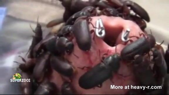 Penis Torture - Darkling Beetles Penis Torture - HD Porn Videos, Sex Movies, Porn Tube